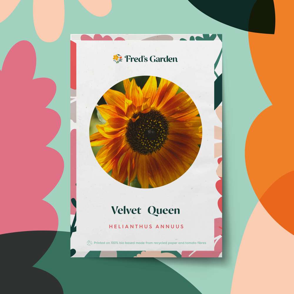 Solsikke 'Velvet Queen' (frø)